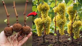 : Air Layering? Cuttings? Grow Grape Vine Like This Instead!