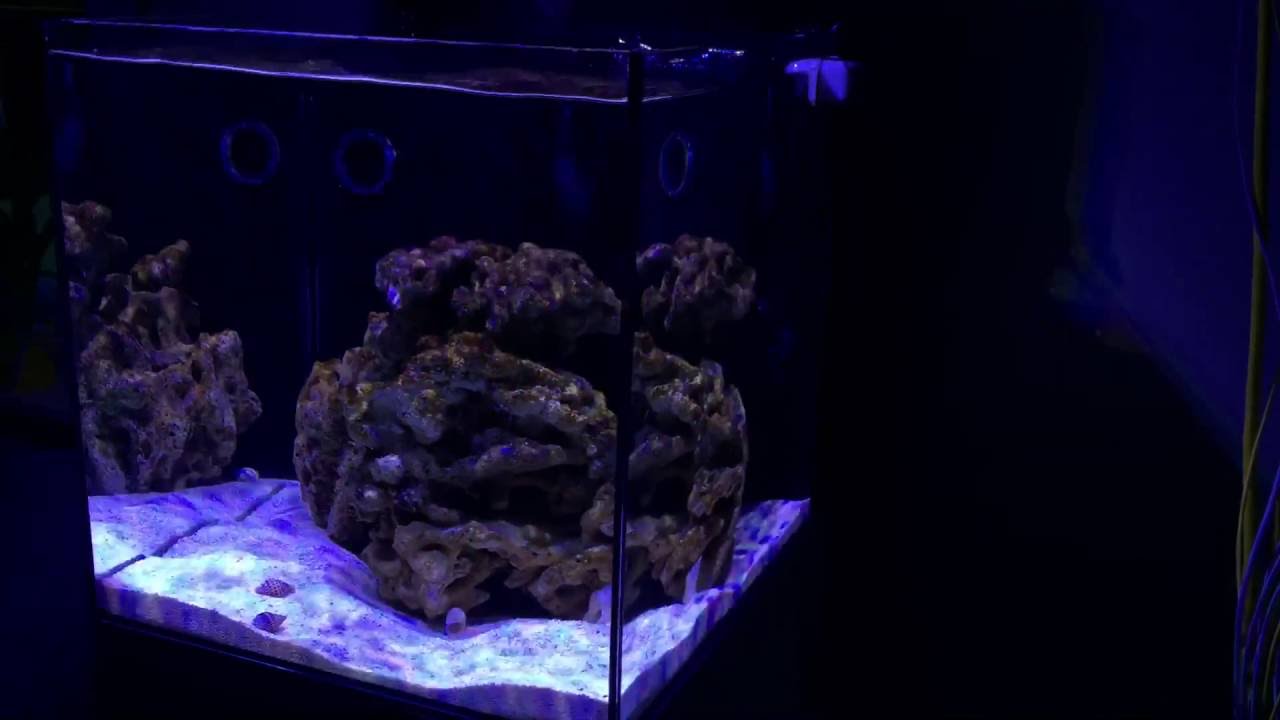 aquamedic blenny nano reef tank youtube