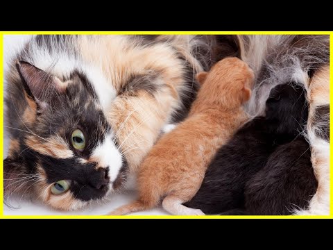 Video: Wie Und Was Füttert Man Eine Trächtige Katze?