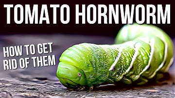 Tomato Hornworms | Best Way To Get Rid Of Tomato Hornworms!