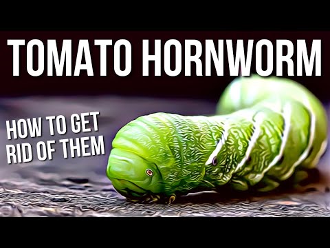 Video: Tomat Hornworms: How To Get Rid Of Tomato Caterpillars