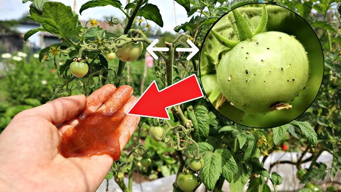 Аузында жас тобыр