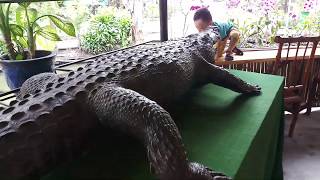 Amazing Dummy Crocodile in Exhibition Room of Crocodile Farm Saigon