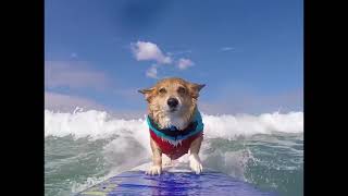 Ultimate Corgi Compilation 2023: Hilarious and Playful Moments You Can't Miss!