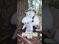 nemu jamur begini enak nya diapain ya#cat #kucing #funny #shorts #shortvideo #fyp #fypシ #kucinglucu