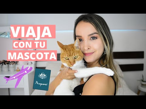 Video: Cómo viajar a México con tu mascota