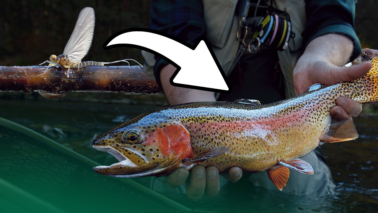 How to Learn What Fish Are Eating to Catch More Fish! (ft. tightlinevideo)