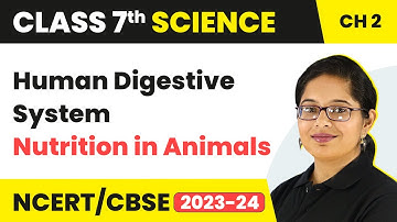 Human Digestive System - Nutrition in Animals | Class 7 - Science - Chapter 2