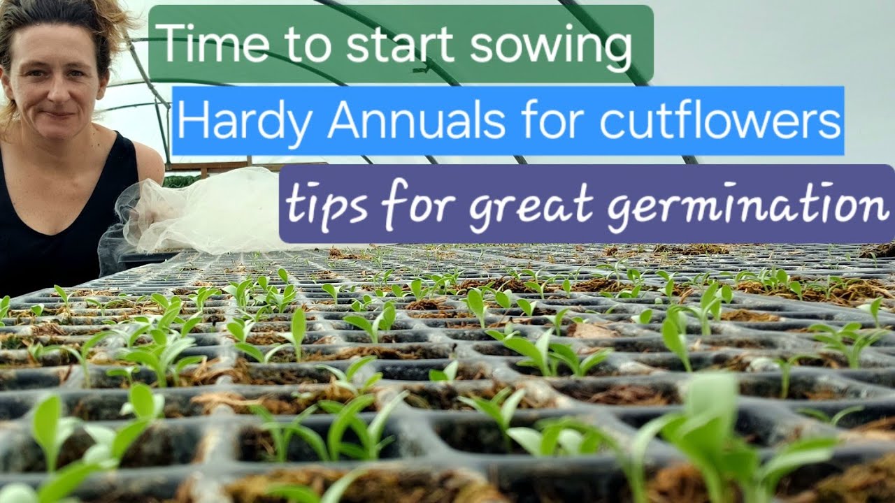 Sowing Hardy annuals tips for great germination