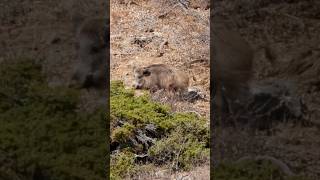 Amazing Bullet Vapor Trail at 488 Meters (533 Yards) - Hog Hunting