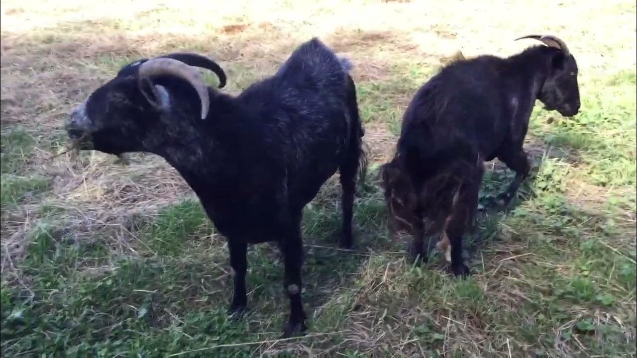 Goats eating,peeing and pooping YouTube