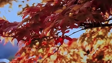 الحزب التاسع من سورة النساء( من الآية 56 إلى الآية 63 ) برواية الإمام ورش عن نافع @