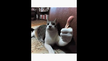 Blackjack CSIS 10A Final Project Walkthrough