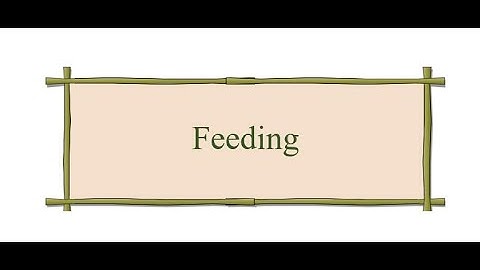 Phonological Rule - Feeding