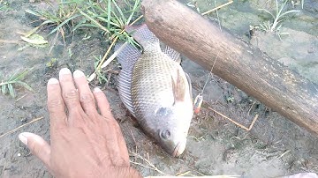 Câu cá rô phi khủng, Bằng mồi ngò rí