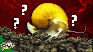 Mystery Snail Eggs! A mystery snail profile. Mystery SNails