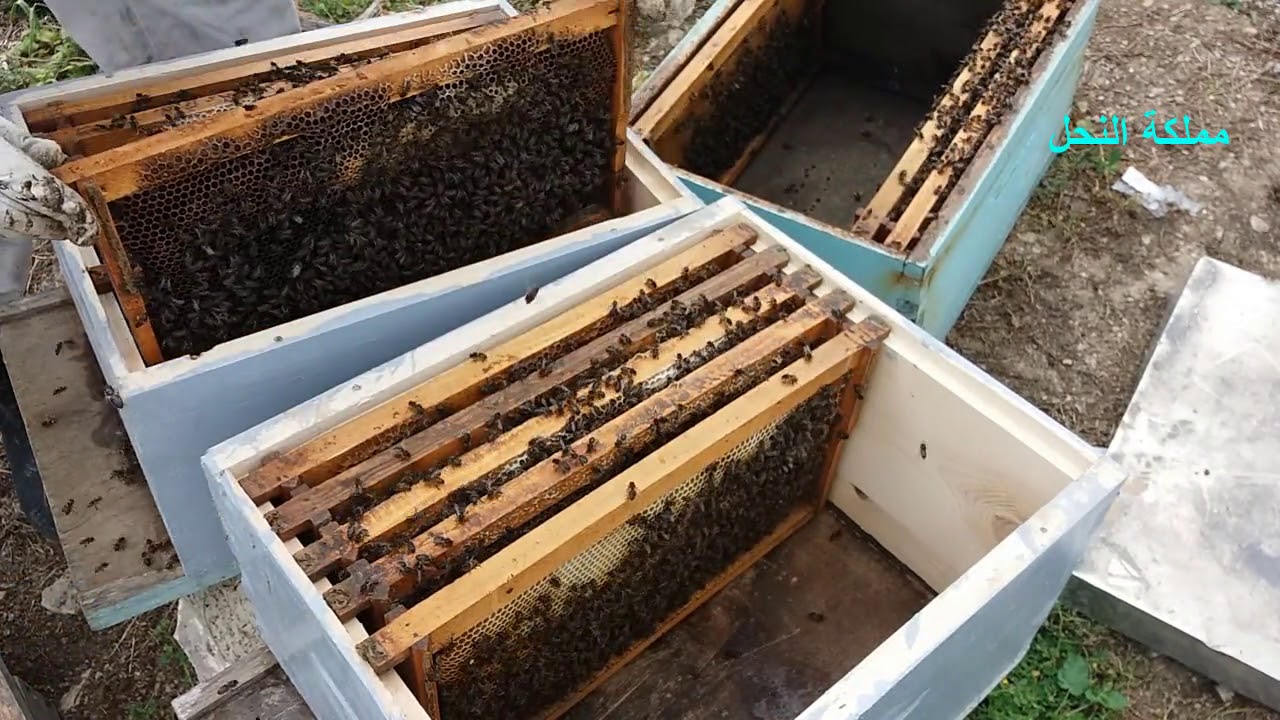 تقسيم خلية نحل بها بيوت ملكية إلى خليتين دون ترحيل إحداهما