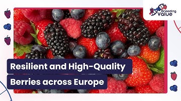 Resilient and High-Quality Berries across Europe | the BreedingValue Project
