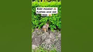 Baby monkey 🙉 playing hide and seek 🤣 #shorts #sidhumoosewala #295 #funny #hideandseek #fyp #video