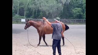 Ms E Exquisite AQHA