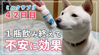 【ミルクサプリ42日目】１瓶を飲み終えてどうなった？(ジルケーン)