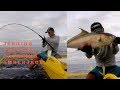 Jerking tutorial catching Amberjack at Sibuyan Reef