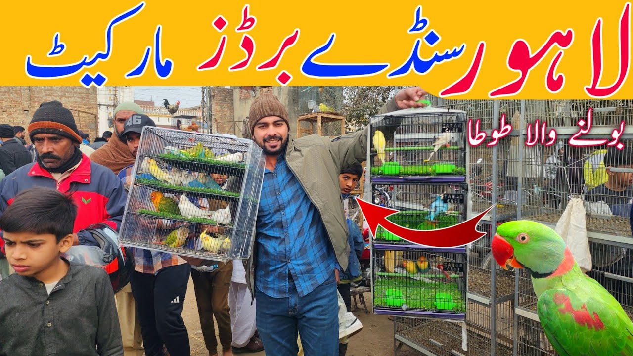 Lahore sunday birds market New update price 4-1-2026 