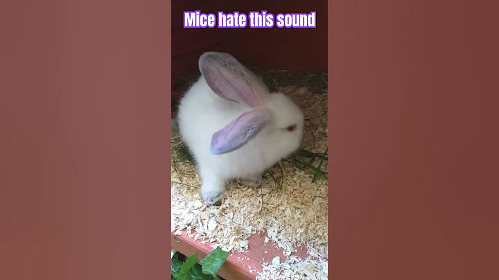 Sounds to scare mice away 1. How to stop those scratching mouse noises. Repeat as needed