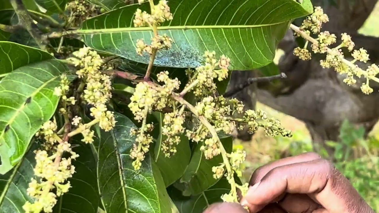 Mango leaf happer and Controle measures | మామిడిలో తేనె మంచు పురుగు దాని నివారణ చర్యలు 