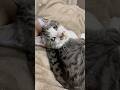 新入り猫、幸虎(コトラ)を撫で回してみた、#保護猫 #野良猫#cat