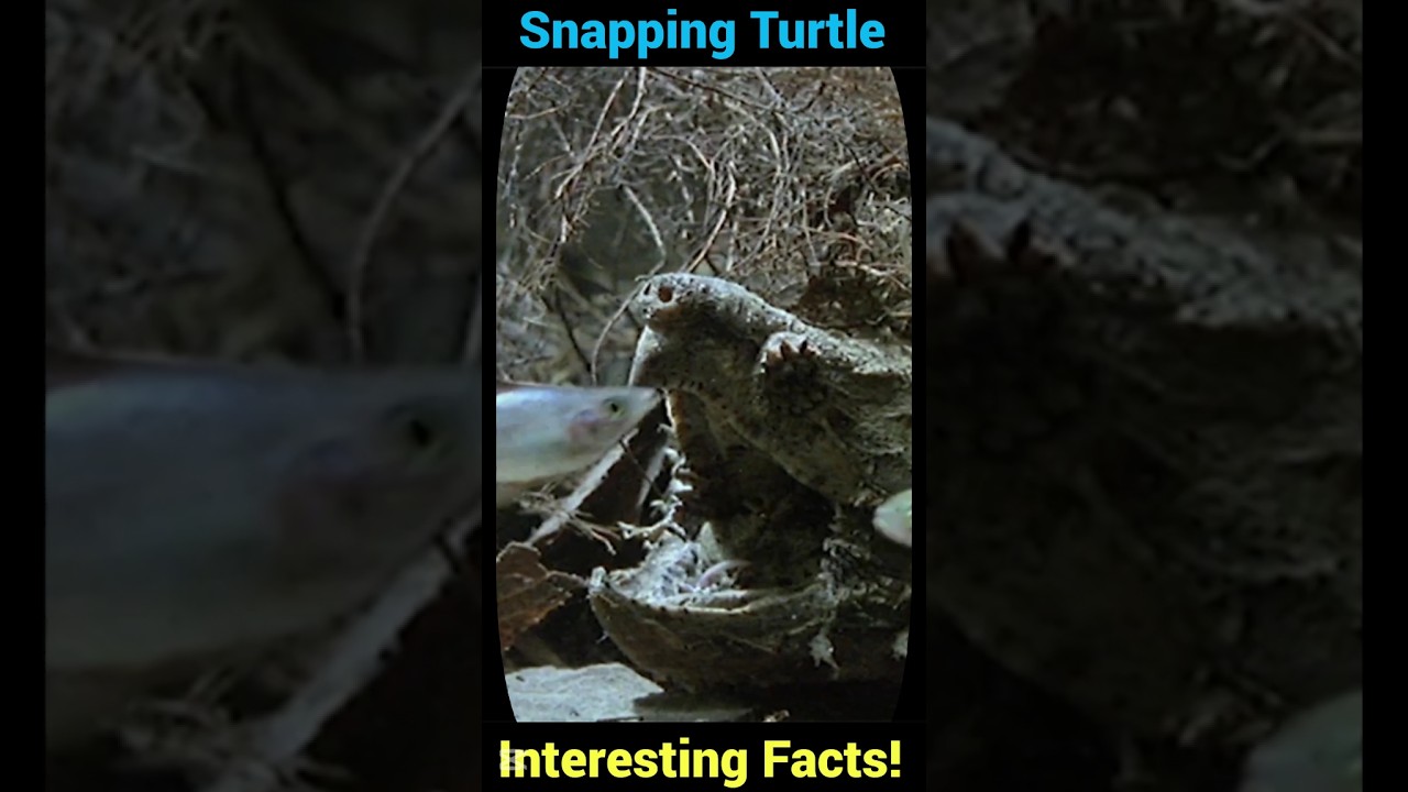 How Turtles lure fish in their mouth?