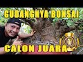 Koleksi bonsai calon juara milik dr i made suase lombok utara terbaru 2022