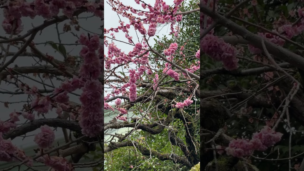 Kyoto Kitano Tenmangu Shrine 