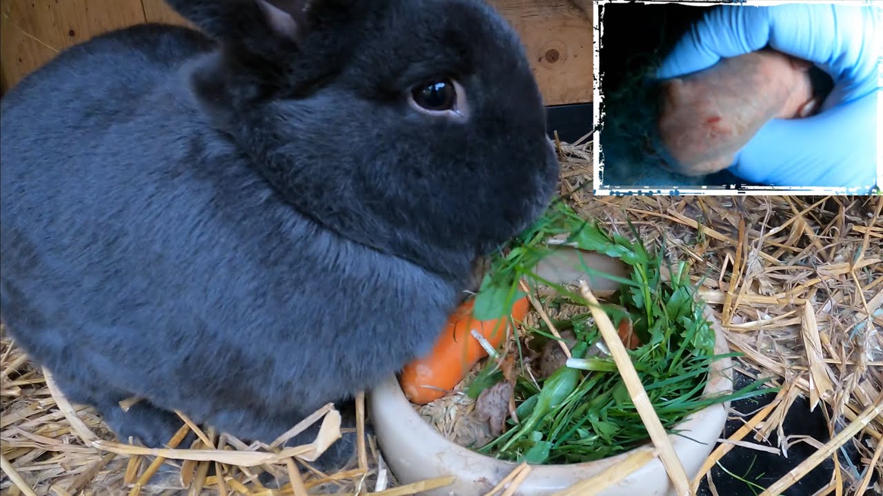 Blaue Wiener Kaninchen Geburt geht (maximal) schief Teil 2/2