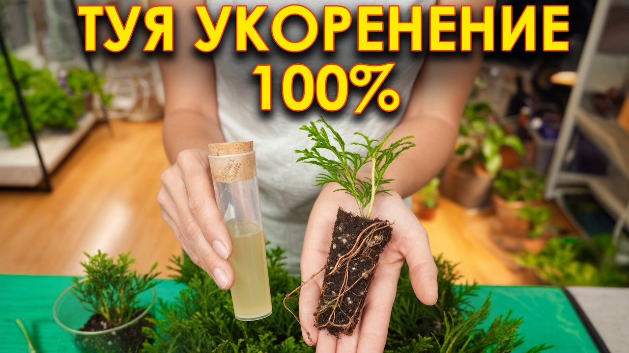 После ЭТОГО туя точно даст корни и вырастет в 2 раза быстрее! Проверенный способ!