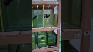 #duniaikan #duniaikanairtawar #cupang #cupanghiasindonesia #ikancupang #cupangkoigalaxy #cupanglover