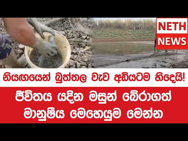 නියඟයෙන් බුත්තල වැව අඩියටම හිදෙයි!