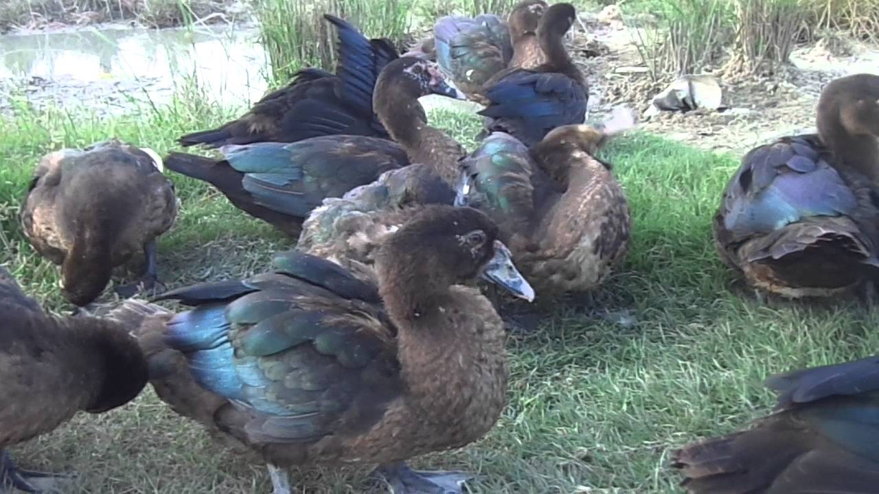 Kind of large duck with a rid comb in Cambodia and Asian | Animals