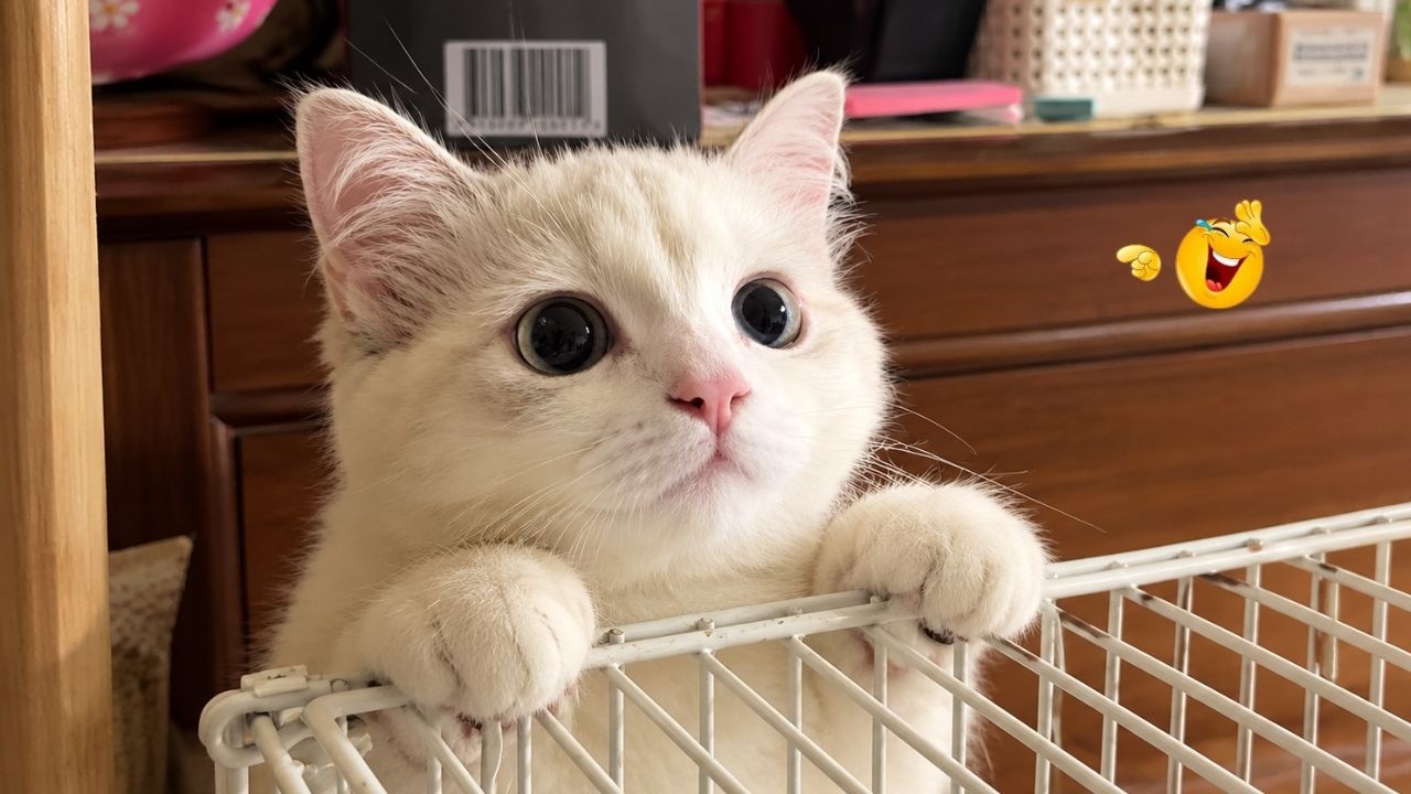 Best Cat Videos 🐈 | The Funniest Cat Moments You Need to See