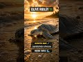 Why Do Lakhs of Turtles Come to One Beach? 🤯🌊 #upsc