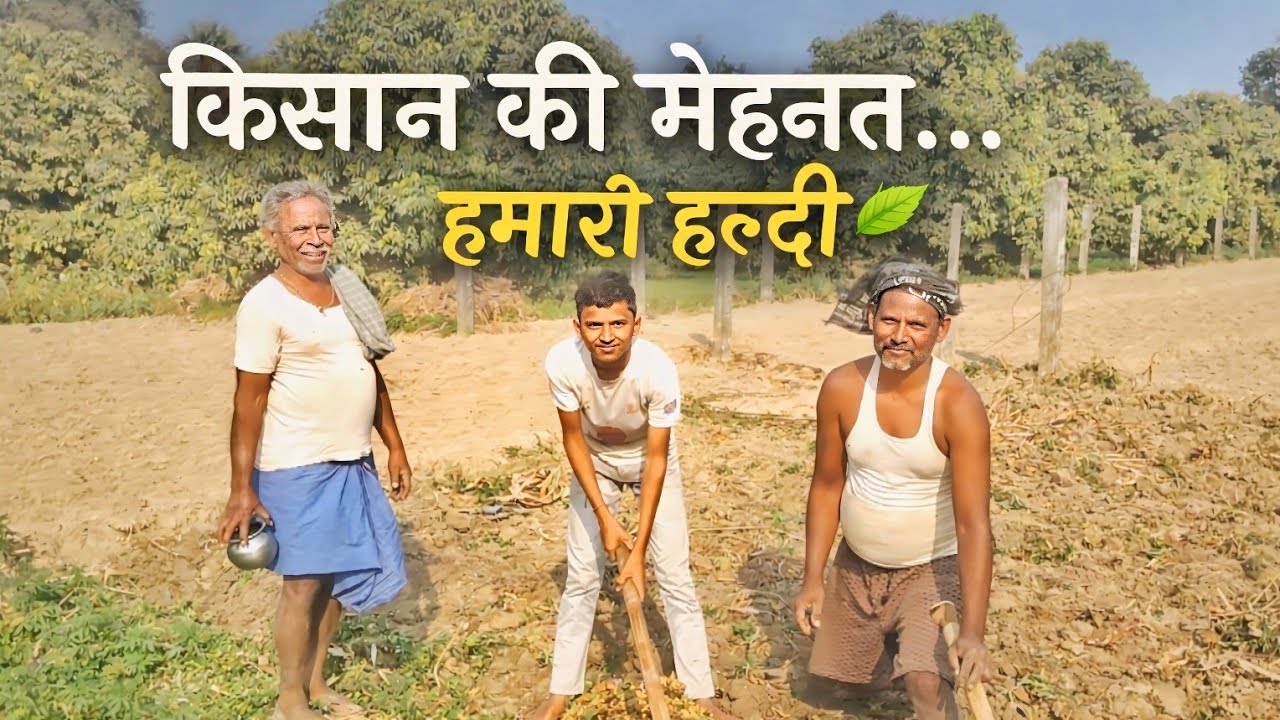आज अपने खेत से हल्दी निकाली 🌿 | किसान की मेहनत