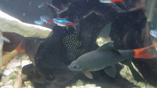 Sinfonagem, Vale Muito A Pena, A Água Fica Cristalina , Seus Peixes Agradecem.