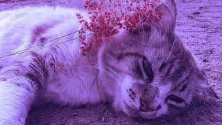 [FREE] *GUITAR* XXXtentacion x Acoustic Guitar Type Beat "July" (prod.tennis player)