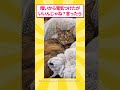 【超朗報】脱走したワイの猫、帰ってくる #ゆっくり解説 #ねこたんの解説 #2ch #2ちゃんまとめ #cat #保護猫