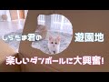 遊べるダンボールが楽しくてしょうがない0歳にゃんこ(^o^)