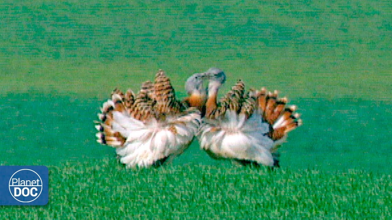 Villafafila.- Documental Completo Aves