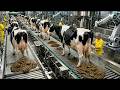 Inside the World’s Largest Biogas Power Plant | Cow Waste to Energy
