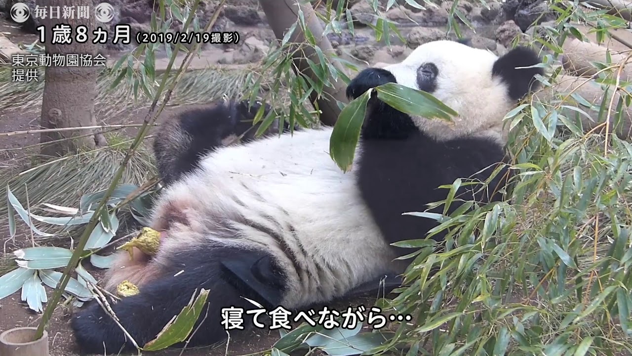 シャンシャン、2歳をお祝い 上野動物園が記念動画公開 「ふんばり編