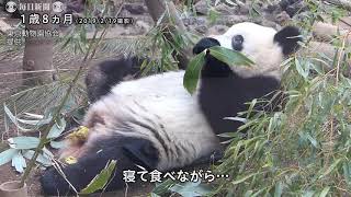 シャンシャン、2歳をお祝い　上野動物園が記念動画公開　「ふんばり編」