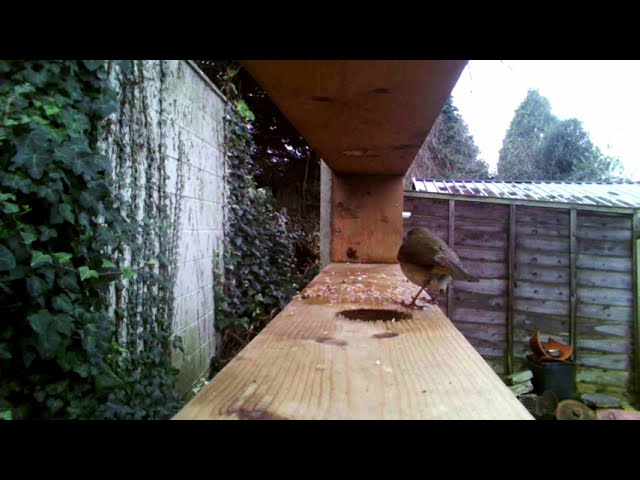 Robin on the fence